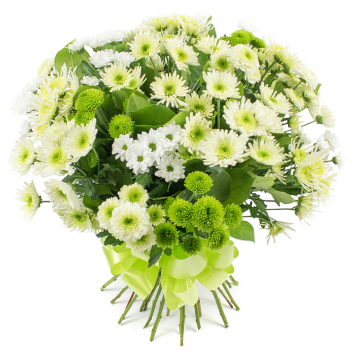 This image shows a carefully crafted hand-tied bouquet of chrysanthemums, styled against a stark white background so the intricate textures and cool colours appear almost sculptural. The arrangement is composed predominantly of chrysanthemum varieties in a refined palette of white, cream, and bright lime green. Larger, open chrysanthemum heads in creamy white form the main body of the bouquet, each one composed of many fine petals radiating from a subtly tinted center in pale green or warm ivory, giving the flowers a soft, cushioned appearance. Between these central blooms, sprays of smaller white chrysanthemums, daisy-like and cheerful, are threaded throughout, their petite petals adding movement and creating a sense of lightness within the generous, rounded shape. Nestled among the whites, numerous lime green pompon chrysanthemums appear as tight, perfectly spherical buttons, their neatly packed petals introducing a playful, contemporary contrast in both colour and texture. Dark, glossy-green foliage supports the blooms from beneath, visible in small glimpses that frame and outline the arrangement, offering a natural depth that keeps the bouquet from feeling too stark. The stems are left visible, aligned in a tidy bundle, and are cinched securely with a broad lime-green satin ribbon tied into an elaborate, multi-looped bow. The ribbon's colour mirrors the bright green pompons exactly, tying the whole design together visually while giving a sense of occasion, as though the bouquet is ready to be carried to a civil ceremony at the nearby Islington Town Hall, placed on a reception desk near Farringdon Station, or delivered as a gentle sympathy or get-well gesture to a home off Goswell Road, where its clean, refreshing hues can quietly lift the room.