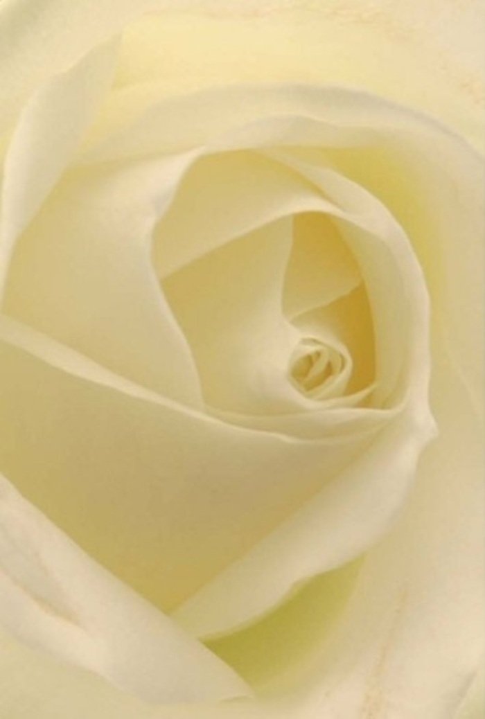 Up close, this classic white rose becomes a study in harmony and refinement-a showcase of what makes Clerkenwell bouquet design so cherished. Soft layers of cream and pale ivory blend seamlessly beneath gentle, natural light, illuminating each delicately curled petal as though the bloom itself is quietly aglow. The spiraled core is almost architectural in its perfection, reflecting both purity and quiet strength-a symbol often chosen for meaningful weddings on Clerkenwell Road, elegant apologies, or romantic gestures. Subtle variations in tone and shadow speak to the rose's living beauty, while the precise construction underscores the expertise of local florists who know every corner of the community, from Hatton Garden workshops to Farringdon's historic streets. The radiant yet understated fragrance drifts on the air, evoking calm and serenity. This rose, shaped by hands deeply rooted in Clerkenwell's tradition of fine artistry, promises to convey heartfelt emotion-no matter the occasion, the moment is rendered unforgettable through the language of flowers.