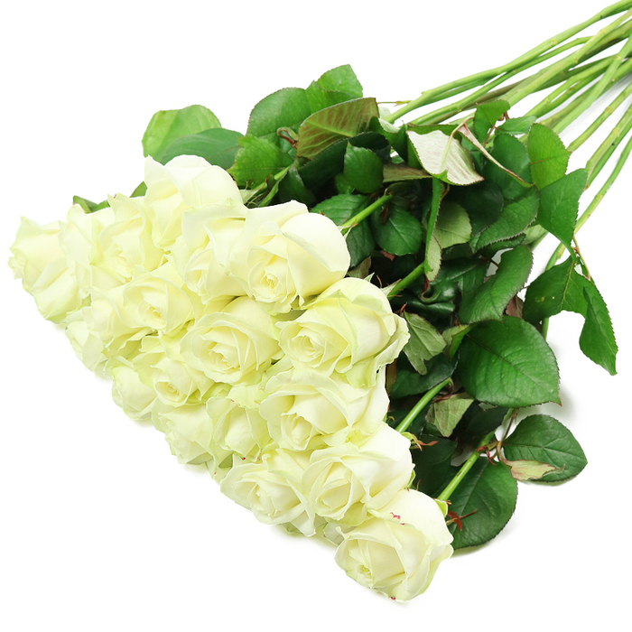 A striking bouquet of white roses is carefully laid across a brilliant white background, photographed in a way that makes the flowers appear to float in stillness, much like a display in a Clerkenwell gallery window. The roses are gathered generously, suggesting roughly two dozen stems, their blooms clustered thickly at the lower left and stretching gradually along the diagonal through the centre of the frame. Each flower shows the classic rose shape: petals wound tightly at the core, then gently easing outward in soft, layered spirals. The overall colour is a pure, creamy white, yet at the heart of some blossoms there is a subtle suggestion of ivory warmth, while the outer guard petals on a few stems hint at pale green, indicating that the roses are freshly cut and full of life. Supporting this cloud of flowers are long, straight stems in a deep, natural green, aligned neatly at their base and fanning subtly towards the upper right, which gives the bouquet a sense of length and elegance. The stems are dotted with healthy foliage, leaves a rich, deep green with visible veining and an occasional reddish tint at the edges, adding texture and visual rhythm. Light falls evenly across the arrangement, with no harsh shadows, so every petal tip and every curve in the leaves is crisply defined. The mood is serene and reflective-a versatile white rose display that could be imagined on an altar for a small Clerkenwell wedding, placed in a quiet corner as a tribute of sympathy, or delivered to an apartment near Exmouth Market as a gentle, thoughtful gesture of love and remembrance.