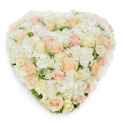 From just above, the heart-shaped design reads like a soft, pastel map of affection; photographed on a pure white field, the arrangement presents layers of texture and restrained colour that feel both intimate and refined. Dozens of roses - some tight pale buds, others luxuriously open - move across the surface in tones of clean white, warm cream, pale peach and whispering blush pink. Between them, clusters of pristine white hydrangea nestle like clouds, their multitude of tiny petals adding volume and a velvety tactile impression. Darker green, slightly variegated leaves trace the lower edges and sporadically emerge within the heart, providing a natural frame and a lively contrast that accentuates the soft pastels. The elevated, overhead perspective makes the shape precise and readable, while a delicate shadow undercuts the form and reveals the arrangement's depth and expert construction. You can almost sense the delicate scent of roses and fresh-cut greens, and the measured placement of each bloom speaks to the florist's steady hand and experience. This piece is versatile in its sentiment - conveying romantic devotion for weddings or anniversaries and, with equal dignity, offering solace and remembrance at funerals or memorials. Its measured palette and handcrafted heart shape create a feeling of quiet grace, an elegant floral statement suitable for moments of celebration and of reflective tribute in the heart of Clerkenwell and beyond.