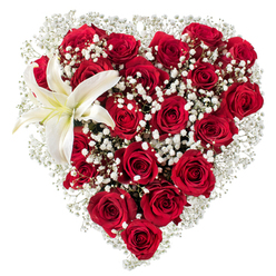 A striking, densely packed heart of deep red roses occupies the center of a crisp white field, each bloom carefully positioned so the heart's contours remain strong and seamless. The roses' petals are plush and layered, their crimson tones shifting from near-black in shadow to warm, glowing red where the light kisses the edges. Between these generous blooms, clusters of tiny white gypsophila float like soft breath, their minute star-like florets giving the composition an ethereal texture and a delicate contrast that reframes the roses' intensity. In the upper-left arc of the heart a single white lily opens with calm dignity; its wide, porcelain petals have a whisper of creamy yellow at the throat, framing pale yellow stamens that bring a subtle point of interest. Visually, the lily acts as a punctuation mark - a note of purity against the passionate reds. The overall impression is intimate and tactile: velvet softness of rose petals, the filigree lightness of baby's breath, and the smooth, almost cool surface of lily petals. Set against the white background and imagined under soft morning light, the arrangement feels like a quiet, carefully composed message of love and remembrance. For residents of Clerkenwell and nearby Farringdon, this classic heart-shaped bouquet would suit a romantic gesture, an anniversary delivery, or a thoughtful tribute brought from a local florist on St John Street or Clerkenwell Green.