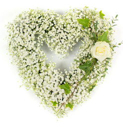 Arranged with the measured restraint of a seasoned florist, this heart-shaped tribute is built from an abundance of baby's breath, each tiny white flower layered so closely it becomes an almost cloud-like surface of soft, luminous petals. The effect is ethereal and weightless, and yet the shape remains precise-a full, rounded heart that reads immediately as a symbol of affection and remembrance. Resting in the upper right curve, a single cream-white rose provides a calm centre: its compact, velvety petals curl inward like an embrace, catching the light and offering a quiet point of focus against the snowy field of gypsophila. From the rose, trailing diagonally down the right side, are rich, glossy ivy leaves-classic in silhouette and deep in colour-paired with slimmer, pale-green sprigs that recall eucalyptus; these greens stitch a natural rhythm through the white, their textures ranging from sleek and resilient to soft and feathery. The piece is photographed on a pristine white backdrop with bright, even lighting that reveals the fine detail of each bloom and the subtle shadowing between them, conveying a fresh, clean presence suitable for a funeral chapel or a memorial table. For families in Clerkenwell and the surrounding streets-near St John's Square or the quiet lanes off Clerkenwell Road-this arrangement offers solace in its purity, a floral language of innocence, respect and gentle remembrance crafted with careful hands.