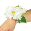 A pristine white wrist corsage rests against the inner forearm of a person with fair to light-toned skin, set on a clean white background that allows every petal and bead to read clearly. The heart of the piece is a single large white Gerbera daisy, its crisp, satiny petals arranged in a precise circular fan around a bright yellow-green center with a soft, textured surface. Around that central bloom nestle smaller clusters of fluffy white spray chrysanthemums and delicate creamy lisianthus buds and opens, their layered petals offering a gentle, cloud-like counterpoint to the Gerbera's bold silhouette. Deep green ruscus or salal leaves unfurl behind the flowers, glossy and structured, giving the composition depth and a cool botanical contrast to the luminous whites. The cluster is fastened to the wrist with several strands of luminous white faux pearls that loop smoothly around the skin, their tiny spheres catching the light and lending a vintage, tactile elegance. The arrangement is photographed under soft, neutral light that emphasizes the flowers' fresh textures and the subtle sheen on the pearls; you can almost sense the faint, green-tinged scent of fresh stems and the soft, papery give of the petals when touched. Crafted for formal moments-weddings, proms, graduations, or a meaningful family celebration-this corsage reads as both refined and comforting. Imagine it worn during a quiet walk through Spa Fields or while stepping into a St John Street ceremony: a small, wearable memory of a special day, composed with balanced proportions and an eye for classic white-on-green harmony.