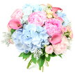 A luxurious hand-tied bouquet is displayed upright against a clean white background, its rounded shape overflowing with pastel blooms that suggest a soft, joyful celebration. Cushions of sky-blue hydrangeas form the foundation, their countless tiny petals crowding together into generous, cloud-like domes that immediately draw the eye. Nestled closely around them are plush pink peonies, each one a swirl of layered, ruffled petals in tones ranging from delicate blush to more confident rose and near-fuchsia, giving the composition a romantic, almost cinematic feel reminiscent of a spring walk through Clerkenwell's hidden courtyards. Striking calla lilies in coral-pink and magenta rise gracefully above and between the rounder blossoms, their smooth, trumpet-shaped forms adding height, direction, and a sleek modern contrast. Interwoven through the bouquet are smaller roses and spray roses in shell pink and gentle creamy yellow, their compact, spiralling petals lending intricate detail and a sense of intimacy, like flowers chosen carefully for a meaningful gift. Silvery-green dusty miller, with its soft, velvety leaves, catches the light and introduces a cool, frosted note, while deeper green foliage provides structure and a natural frame. The stems are tightly bound at the base, hinting at a bouquet freshly prepared by a local Clerkenwell florist, ready for same-day delivery to a townhouse, office, or rooftop celebration nearby. Overall, the arrangement radiates warmth, affection, and graceful abundance, suited to birthdays, anniversaries, or simply brightening someone's day in this lively corner of London.