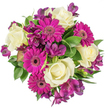 Seen from a direct overhead viewpoint, this densely packed, circular bouquet reads as an elegant conversation of colour and texture: soft, creamy ivory roses nestle at the centre with their tightly coiled hearts and velvety petals, while vibrant magenta gerbera faces fan outward in lively, flat discs of densely layered petals. Deep plum-purple alstroemeria threads between the larger blooms, its slender, trumpet-like flowers and faint speckled markings adding a refined, almost exotic counterpoint. Around and beneath the blooms a variety of glossy green foliage-broad leaves with a slight waxy sheen and narrower sprigs that suggest subtle variegation-fills the gaps, giving the arrangement depth and a fresh, dewy appearance. The bouquet is photographed against a pure white background that isolates every hue: the radiant fuchsia feels immediate, the royal purple reads richly, and the soft ivory appears luminous, all captured with crisp, natural light that highlights petal texture and shadow. Close your eyes and you can almost sense a gentle, tea-like fragrance from the roses, brightened by the green coolness of the foliage, an aroma suited to spring gatherings or quiet celebrations. As a local florist might suggest, this composition is perfect for birthdays, warm thank-you gestures, and anniversaries-an arrangement that sits comfortably on a mantle or as a striking table centrepiece after a stroll from nearby Exmouth Market or Clerkenwell Green. The overall effect is joyful yet refined, a thoughtfully balanced bouquet that promises to brighten a room and convey genuine affection without overpowering the senses.