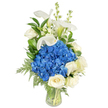 A tall, refined bouquet stands in a clear, gently tapered glass vase against a pure white background, every detail arranged to read clearly to the eye and through touch. At the centre sits a dense, rounded cluster of vivid royal blue hydrangeas - their mophead heads feeling almost velvety, packed with tiny florets that catch soft light and anchor the composition in cool, saturated colour. Nestled around and beneath that blue heart are creamy white roses, each bloom built from layers of silken petals that fold inward like a soft spiral; their subtle scent lends a quiet warmth to the bouquet. Rising above and arching like porcelain sculptures are several white calla lilies, trumpet-shaped and smooth, with a faint pale green at their bases that gives a sculptural, upward movement. Interspersed among these principal flowers are slender spires of white snapdragons or stock, their small clustered florets adding a touch of whimsy and vertical texture. Lush greenery - broad glossy leaves suggestive of salal or lemon leaf, and feathery, light-green fern fronds that cascade gently - creates depth and a garden-fresh frame, the stems visible through the glass and resting in clear water. The overall impression is one of serene elegance and freshness, a composition that reads both formal and intimate. I imagine this arranged on a mantel or beside a hospital bed in Clerkenwell, or sent as a calming sympathy gesture; it would also serve beautifully as an understated centerpiece for a small anniversary dinner. The sensory contrast - cool blue against warm white, velvety bloom against sleek spathe - makes the design feel both comforting and composed.